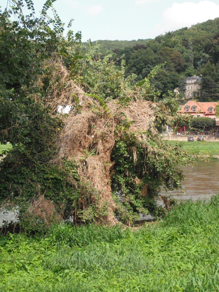 Hochwasserspuren im August 2013: behangener Baum am Elbufer